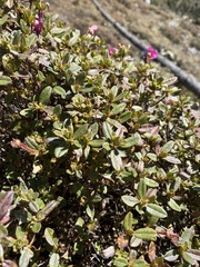 Rhododendron lepidotum