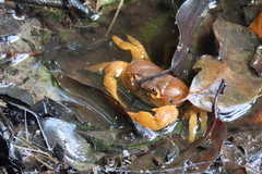 Arcithelphusa cochleariformis