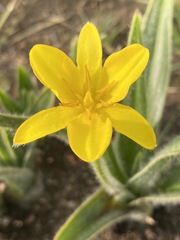 Hypoxis filiformis