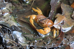 Arcithelphusa cochleariformis