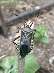 Pachylis argentinus