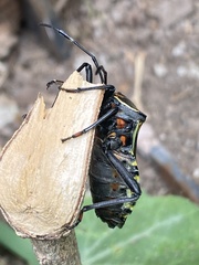 Pachylis argentinus