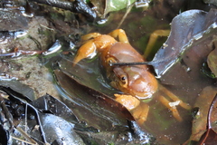 Arcithelphusa cochleariformis