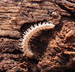 Polydesmus