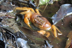 Arcithelphusa cochleariformis
