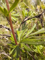 Aconitum glandulosum