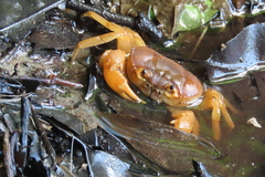 Arcithelphusa cochleariformis