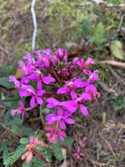 Epidendrum arachnoglossum