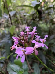 Epidendrum arachnoglossum
