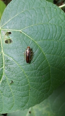 Euphyllodromia