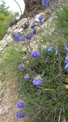 Moltkia suffruticosa