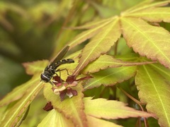 Allograpta hortensis