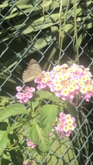 Ascia monuste eubotea