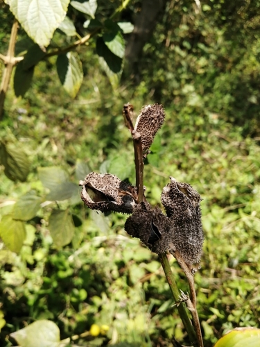 Canna indica image