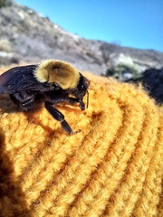 Bombus bellicosus