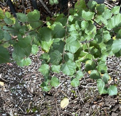Betula pubescens