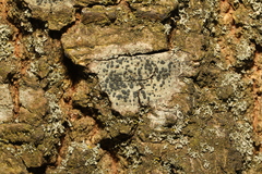 Lecidella elaeochroma