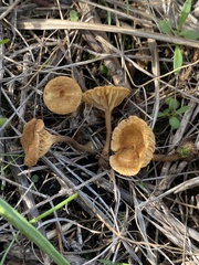 Crepidotus subfulviceps