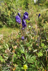 Aconitum glandulosum