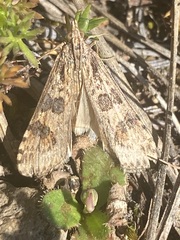 Nomophila distinctalis