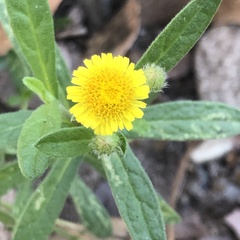 Pulicaria paludosa