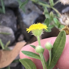 Pulicaria paludosa