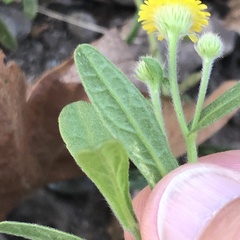 Pulicaria paludosa