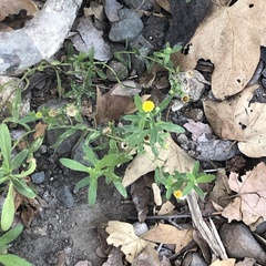 Pulicaria paludosa