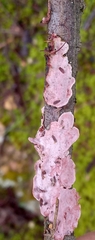 Corticium roseum