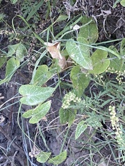 Funastrum