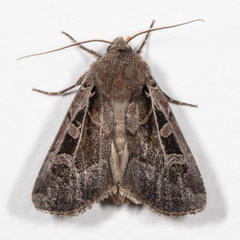 Euxoa divergens