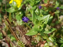Lysimachia arvensis caerulea