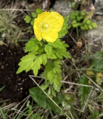 Papaver cambricum