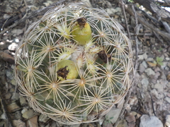 Coryphantha radians