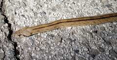 Zamenis scalaris