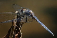 Trithemis furva