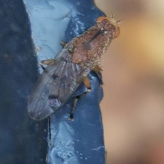 Heleomyzidae