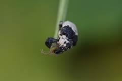 Sternuchopsis trifida