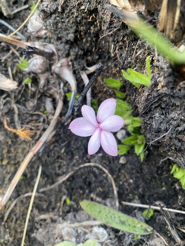 Hypoxis baurii image