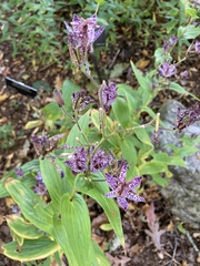 Tricyrtis hirta