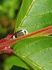 Beauveria bassiana