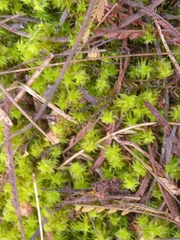 Ptychomnion aciculare