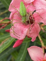 Peucetia viridans