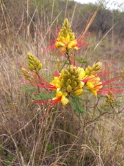 Erythrostemon gilliesii
