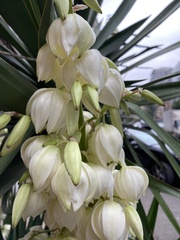 Yucca
