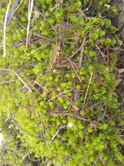 Ptychomnion aciculare