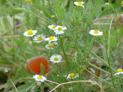 Matricaria chamomilla