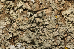 Punctelia jeckeri