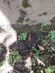 Arcithelphusa cochleariformis