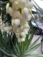 Yucca